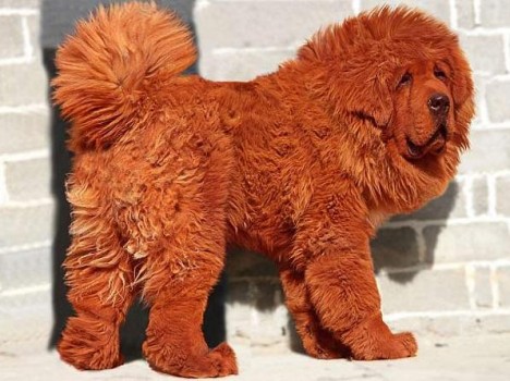 red Tibetan Mastiff dog