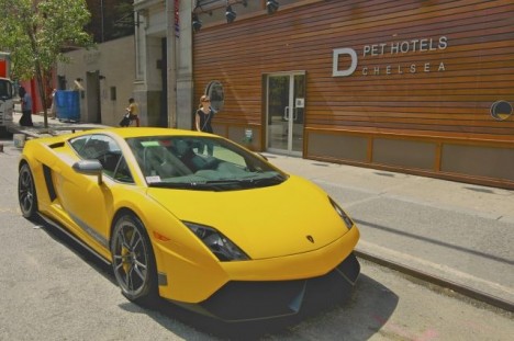 D Pet Hotel Chelsea
