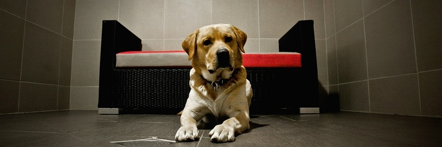 pet-friendly hotel Archives - LUXUO