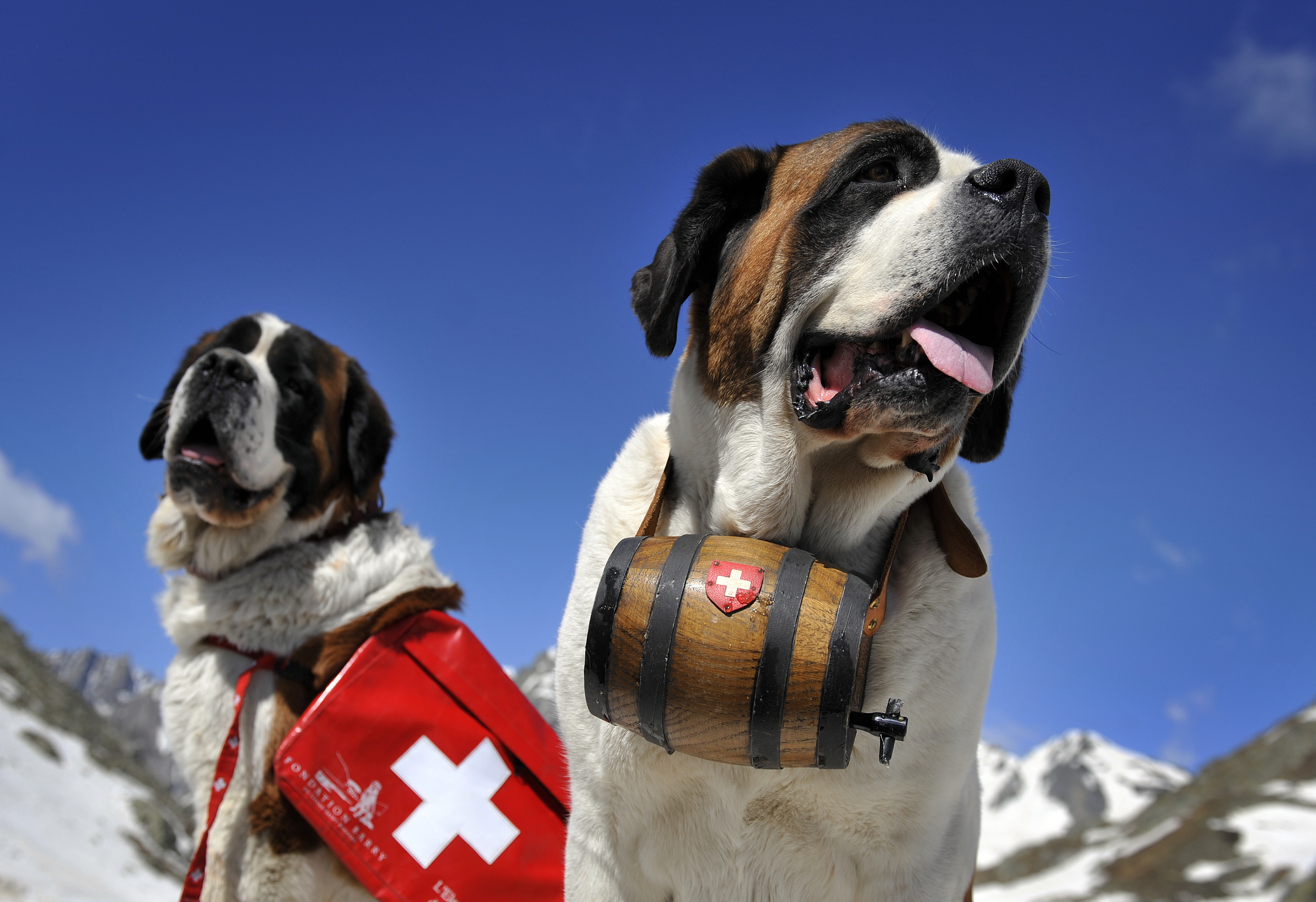 saint bernard dogs for adoption