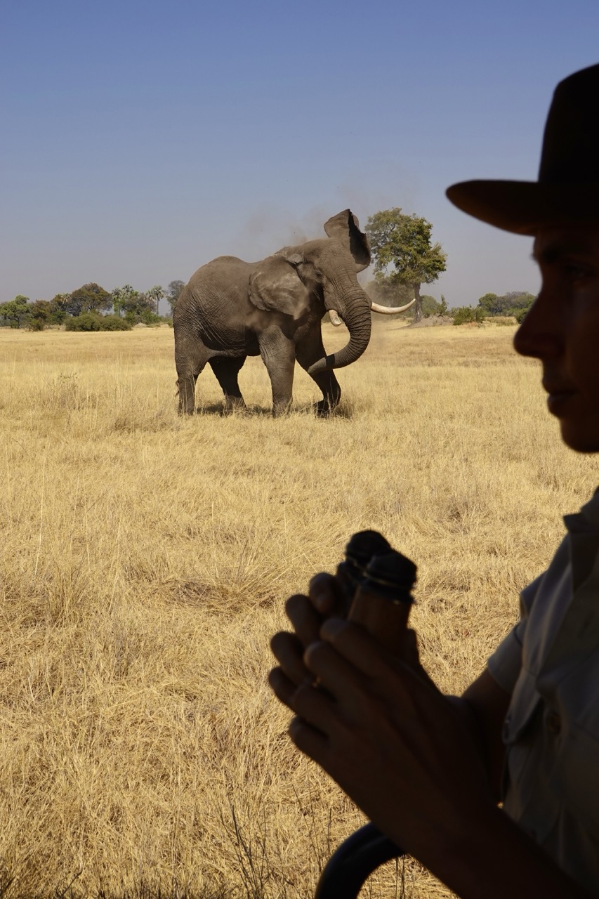 Safari